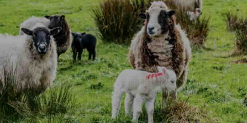ICBF nurtures the wellbeing of Irish Sheep